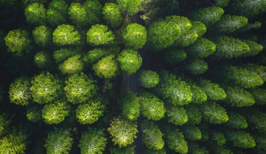 思嘉“樹(shù)”度 | 踐行綠色發(fā)展理念，厚植生態(tài)文明新底色